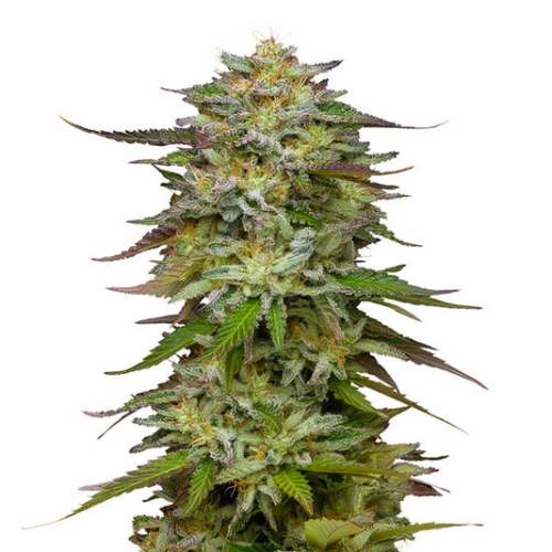 купить меф гашиш мурманск