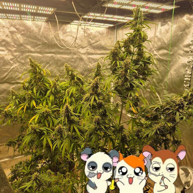 купить меф сочи