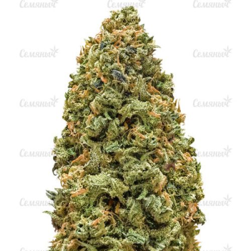 купить наркотики телеграм мяу мяу бошки ростов