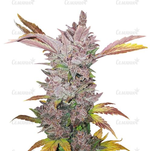 уссурийск мефедрон купить